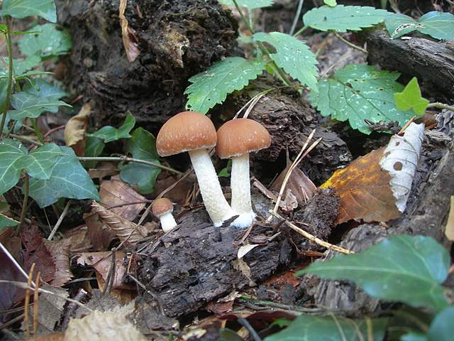 Psathyrella gossypina   (Bull.)   A. Pearson & Dennis